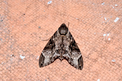 Psilogramma discistriga