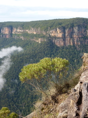 Eucalyptus cunninghamii