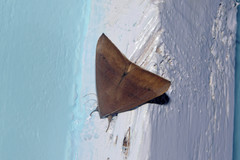 Ophisma