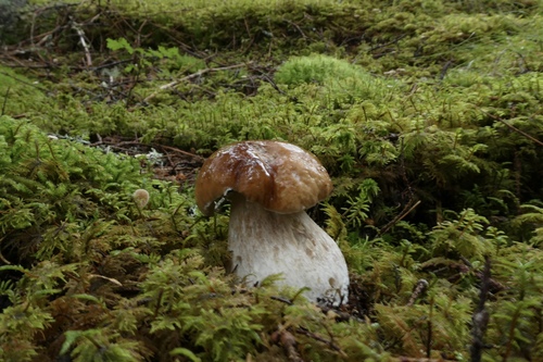 King Bolete