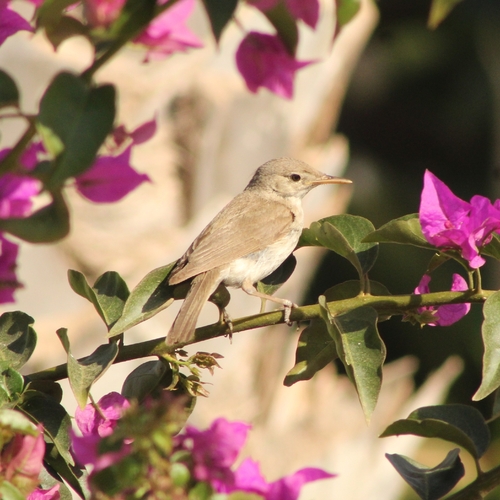Western Olivaceous Warbler (Iduna opaca), photo 4
