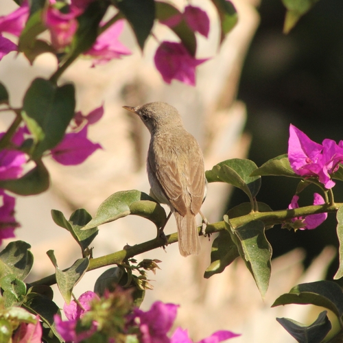 Western Olivaceous Warbler (Iduna opaca), photo 5