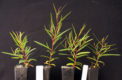 Eucalyptus cunninghamii