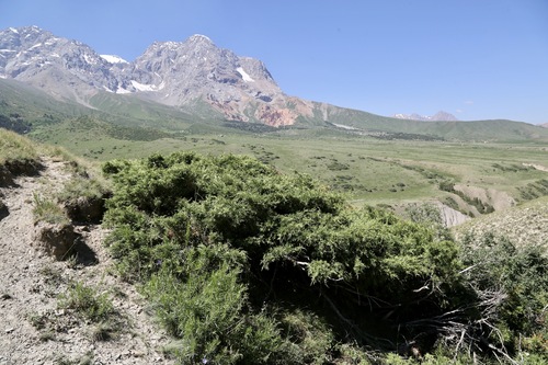 Juniperus pseudosabina, photograph 2