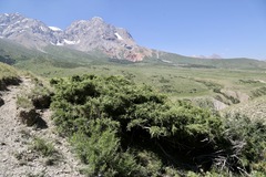 Juniperus pseudosabina, photograph (c) Dr. Alexey Yakovlev, some rights reserved (CC BY)