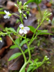 Cardamine amara