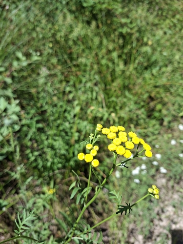 tansy