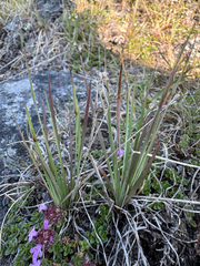 Greenland blue-eyed grass (Sisyrinchium groenlandicum)