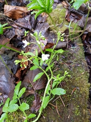 Cardamine amara