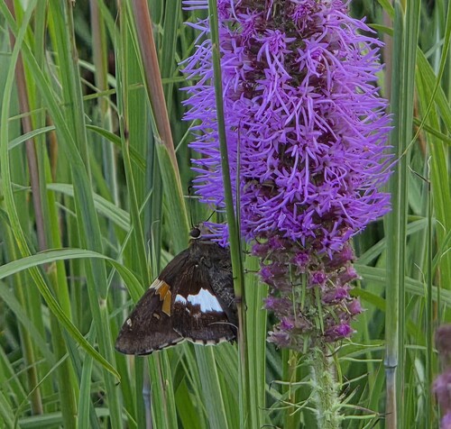 Silver-spotted Skipper