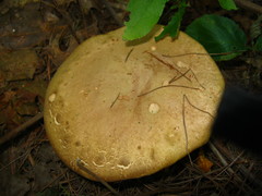 Xerocomus ferrugineus
