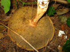 Xerocomus ferrugineus