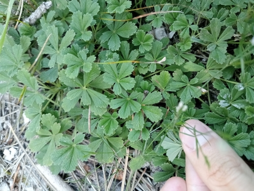 Potentilla incana
