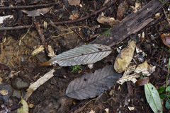 Quercus stenophylloides