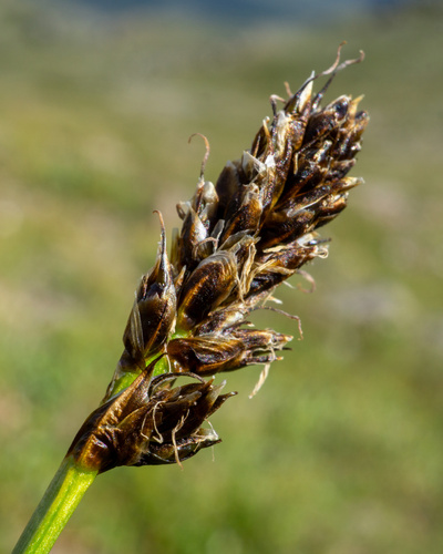 Carex borealipolaris