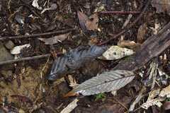 Quercus stenophylloides