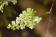 Hymenophyllum polyanthon
