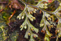 Hymenophyllum polyanthon