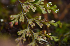 Hymenophyllum polyanthon