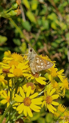Common Branded Skipper, 9459 TA Balloerveld, Nederland, photo 10 of 10