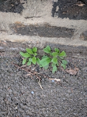 Tracheophyta