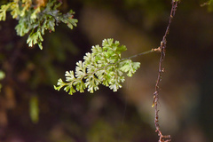 Hymenophyllum polyanthon