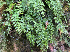 Hymenophyllum polyanthon