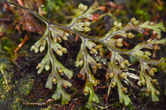 Hymenophyllum polyanthon