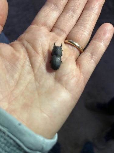 Lesser Stag Beetle