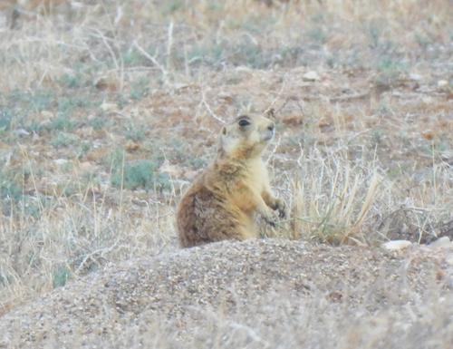 Utah Prairie Dog observed by white_river