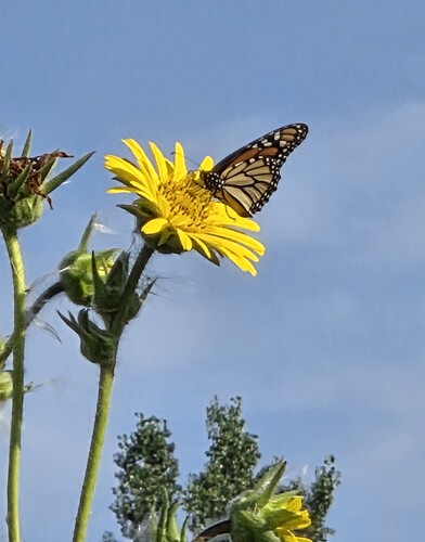 Monarch