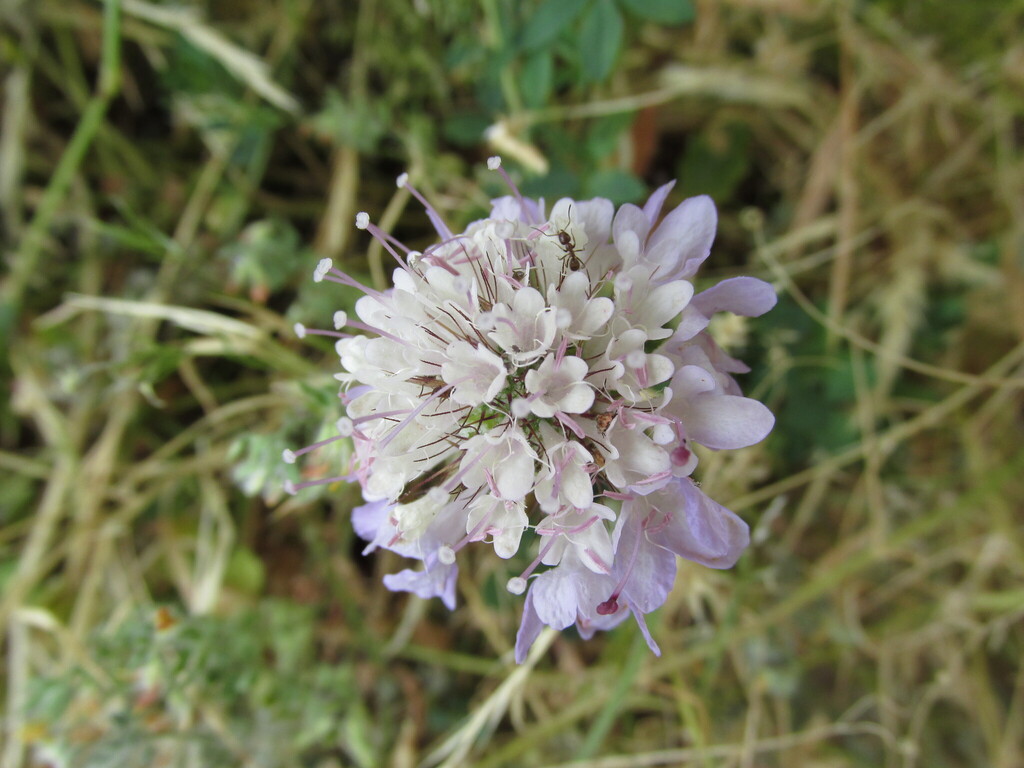 Sixalix atropurpurea, Coimbra, pr. Penedo da Saudade, Portugal