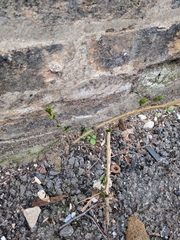 Tracheophyta
