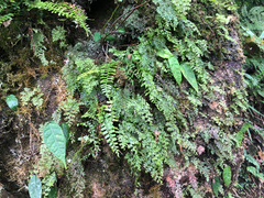Hymenophyllum polyanthon