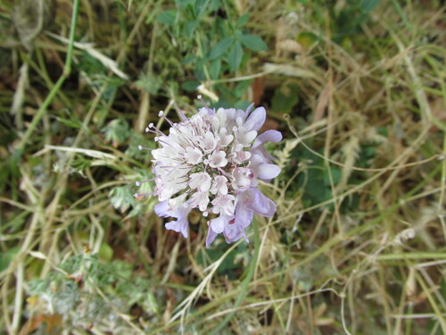 Sixalix atropurpurea