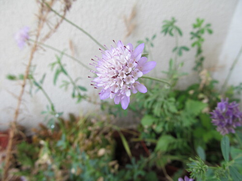Sixalix atropurpurea
