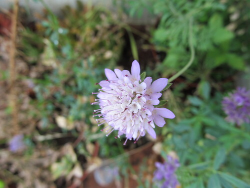 Sixalix atropurpurea