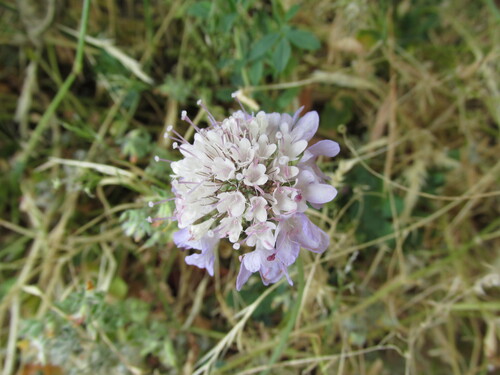 Sixalix atropurpurea