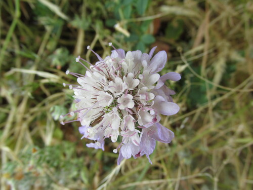 Sixalix atropurpurea