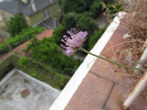 Sixalix atropurpurea