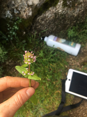 Plectritis congesta brachystemon