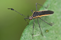 Plapigus circumcinctus