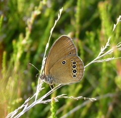 Coenonympha oedippus