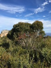 Eucalyptus coronata