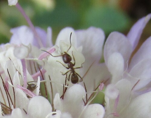 Argentine ant