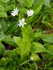 Stellaria nemorum