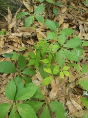 Parthenocissus quinquefolia image