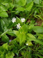 Stellaria nemorum