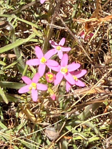 iNaturalist observation photo of Slender Centaury