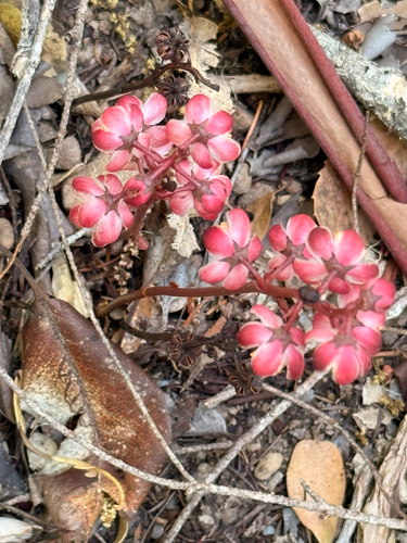 iNaturalist observation photo of Leafless wintergreen